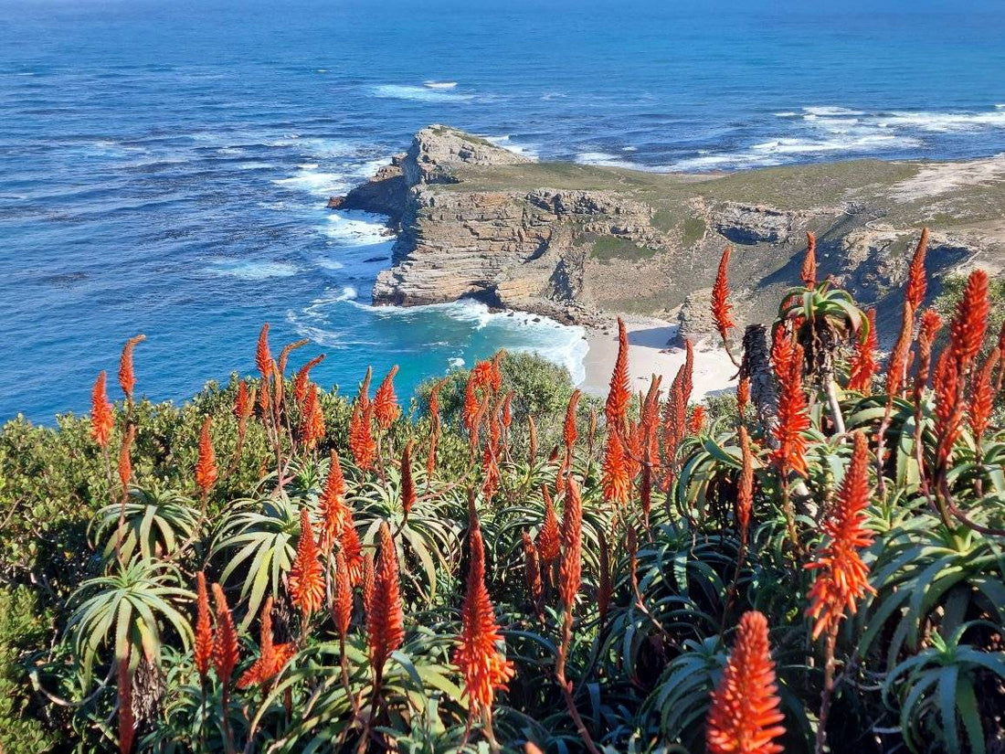 BAOBAB’S VISIT TO SOUTH AFRICA